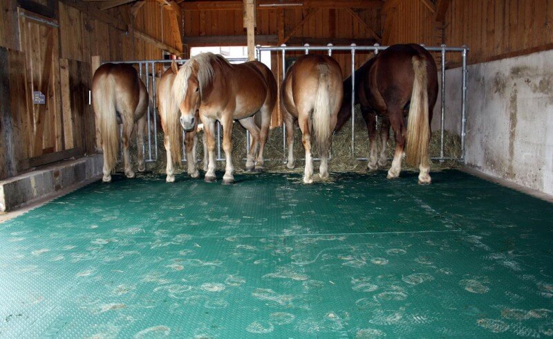 משטחים לאורוות סוסים